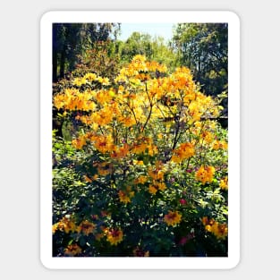 Orange Azalea Sticker